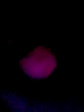 061190 online show from March 22, 2:20 pm