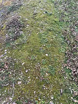 magicdickx21 online show from February 20, 2:06 pm