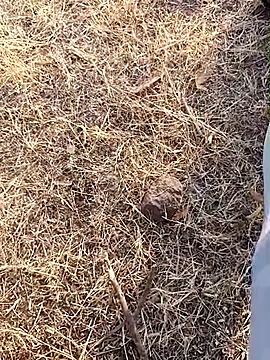 babu bull online show from February 13, 2:40 am