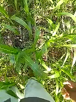 Cute Boy 4 online show from April 13, 3:34 am