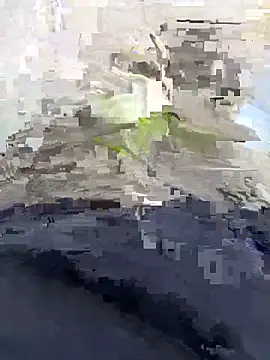 Nickysfd01 online show from April 14, 2:34 pm