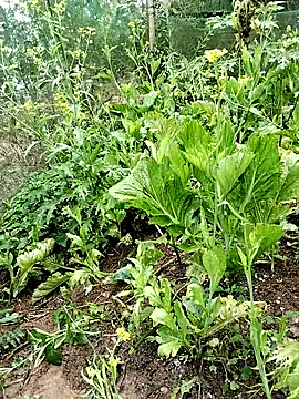 Snapshot of ngocbao11 chatting on February 26, 1:04 am ngocbao11 online show from February 26, 1:04 am