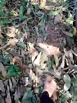 Snapshot of blackbeauty321 chatting on March 3, 9:04 am blackbeauty321 online show from March 3, 9:04 am