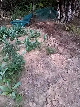 Snapshot of zanh99 chatting on April 8, 11:21 am zanh99 online show from April 8, 11:21 am