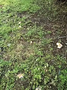 junedkhan99 online show from April 4, 5:27 am