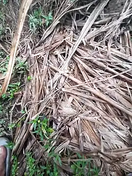 Snapshot of volcanojatt00 chatting on April 29, 3:43 am volcanojatt00 online show from April 29, 3:43 am