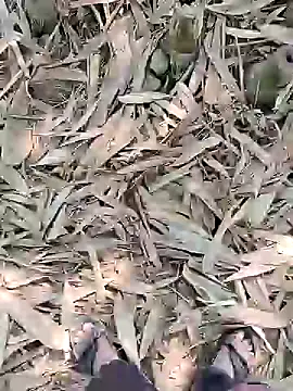 ThethunderPo online show from February 21, 5:24 am