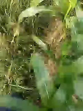 ThethunderPo online show from March 29, 2:55 am