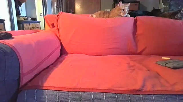 Snapshot of naked_bear chatting on February 5, 10:41 am naked bear online show from February 5, 10:41 am