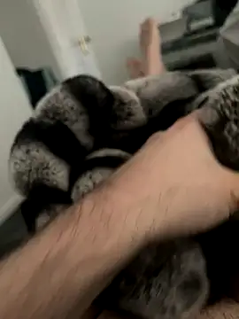 Furdale online show from December 3, 11:33 am