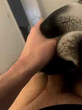 Furdale online show from December 3, 3:00 pm