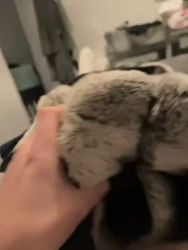 Furdale online show from December 16, 5:11 pm