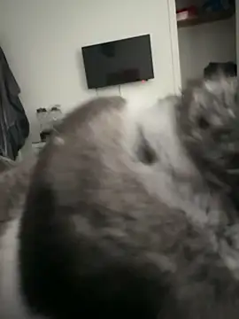 Furdale online show from September 18, 4:31 pm