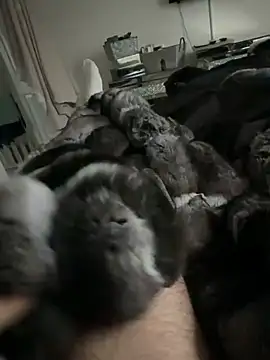 Furdale online show from February 24, 4:49 pm