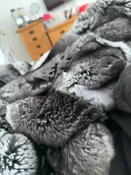 Furdale online show from April 22, 3:13 pm