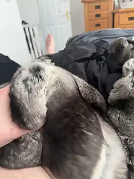 Furdale online show from April 25, 3:09 pm