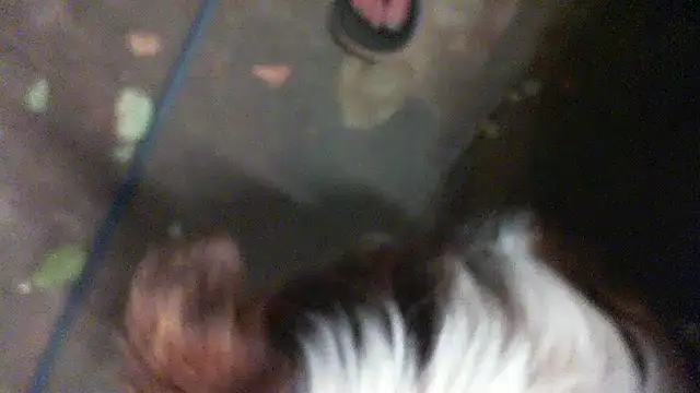 herbie010666 online show from January 11, 1:43 pm