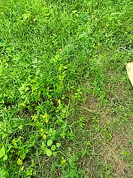 Snapshot of kummuduabbai chatting on September 12, 8:25 am kummuduabbai online show from September 12, 8:25 am