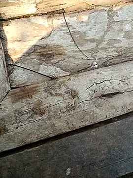 Snapshot of kummuduabbai chatting on March 3, 9:26 am kummuduabbai online show from March 3, 9:26 am