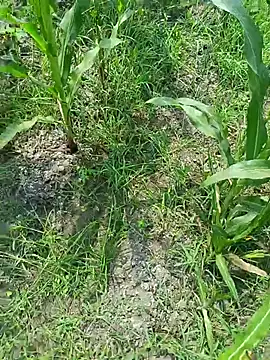 kummuduabbai online show from March 19, 7:34 am