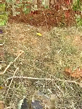 Snapshot of Gopal1243 chatting on May 14, 10:44 am Gopal1243 online show from May 14, 10:44 am