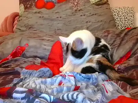 RealLittleRedRidingHood online show from November 17, 5:52 pm