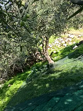 VictoriaMiami online show from November 15, 8:44 am