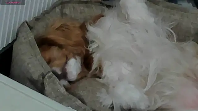 Peggy Beauty online show from February 11, 6:44 pm